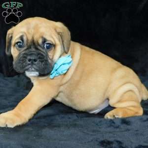 Buster, Miniature Bulldog Puppy